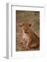 African Lion Cub-DLILLC-Framed Photographic Print