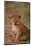 African Lion Cub-DLILLC-Mounted Photographic Print