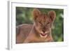 African Lion Cub-DLILLC-Framed Photographic Print