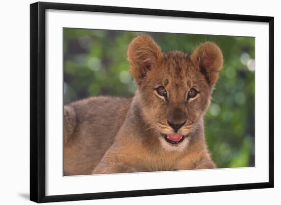 African Lion Cub-DLILLC-Framed Photographic Print