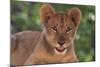 African Lion Cub-DLILLC-Mounted Photographic Print