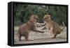 African Lion Cubs Play-Fighting-Augusto Leandro Stanzani-Framed Stretched Canvas