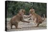 African Lion Cubs Play-Fighting-Augusto Leandro Stanzani-Stretched Canvas