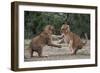 African Lion Cubs Play-Fighting-Augusto Leandro Stanzani-Framed Photographic Print