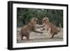 African Lion Cubs Play-Fighting-Augusto Leandro Stanzani-Framed Photographic Print