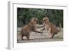 African Lion Cubs Play-Fighting-Augusto Leandro Stanzani-Framed Photographic Print