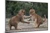 African Lion Cubs Play-Fighting-Augusto Leandro Stanzani-Mounted Photographic Print