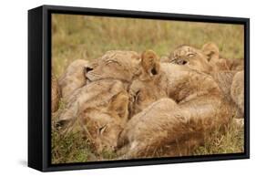 African Lion Cubs-Michele Westmorland-Framed Stretched Canvas