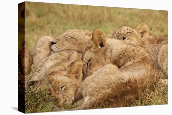 African Lion Cubs-Michele Westmorland-Stretched Canvas