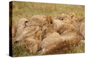 African Lion Cubs-Michele Westmorland-Stretched Canvas