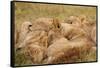 African Lion Cubs-Michele Westmorland-Framed Stretched Canvas