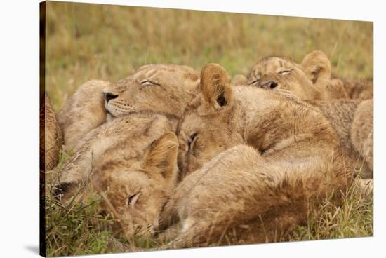 African Lion Cubs-Michele Westmorland-Stretched Canvas