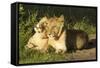 African Lion Cubs-Mary Ann McDonald-Framed Stretched Canvas