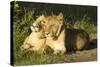 African Lion Cubs-Mary Ann McDonald-Stretched Canvas