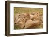 African Lion Cubs-Michele Westmorland-Framed Photographic Print