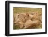 African Lion Cubs-Michele Westmorland-Framed Photographic Print