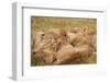 African Lion Cubs-Michele Westmorland-Framed Photographic Print