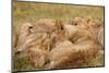 African Lion Cubs-Michele Westmorland-Mounted Photographic Print