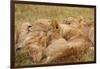 African Lion Cubs-Michele Westmorland-Framed Photographic Print