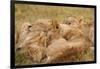 African Lion Cubs-Michele Westmorland-Framed Photographic Print