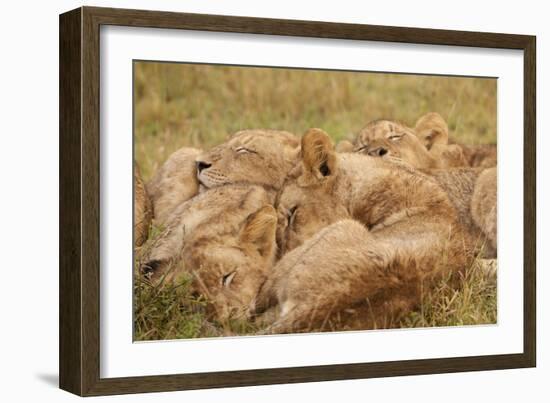 African Lion Cubs-Michele Westmorland-Framed Photographic Print