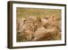 African Lion Cubs-Michele Westmorland-Framed Photographic Print