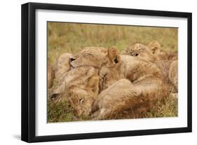 African Lion Cubs-Michele Westmorland-Framed Photographic Print