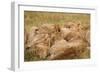 African Lion Cubs-Michele Westmorland-Framed Photographic Print