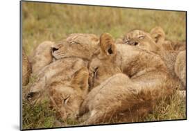 African Lion Cubs-Michele Westmorland-Mounted Photographic Print