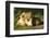 African Lion Cubs-Mary Ann McDonald-Framed Photographic Print