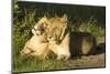 African Lion Cubs-Mary Ann McDonald-Mounted Photographic Print