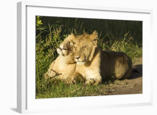 African Lion Cubs-Mary Ann McDonald-Framed Photographic Print