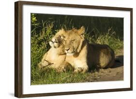 African Lion Cubs-Mary Ann McDonald-Framed Photographic Print