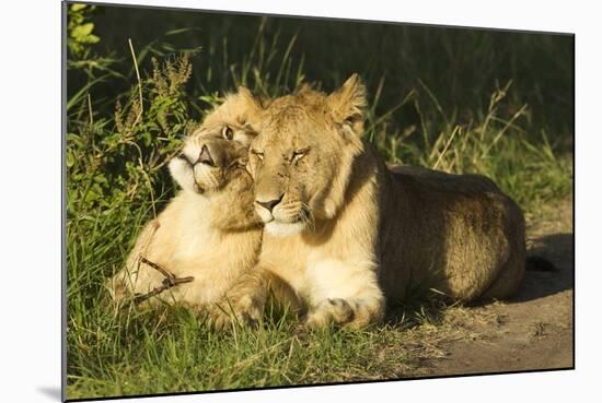 African Lion Cubs-Mary Ann McDonald-Mounted Photographic Print