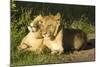 African Lion Cubs-Mary Ann McDonald-Mounted Photographic Print
