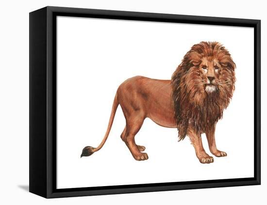 African Lion (Felis Leo Massaica), Mammals-Encyclopaedia Britannica-Framed Stretched Canvas