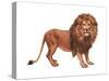 African Lion (Felis Leo Massaica), Mammals-Encyclopaedia Britannica-Stretched Canvas