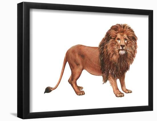 African Lion (Felis Leo Massaica), Mammals-Encyclopaedia Britannica-Framed Poster