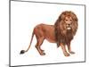 African Lion (Felis Leo Massaica), Mammals-Encyclopaedia Britannica-Mounted Poster