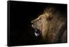 African lion in shadow (Leo panthera), Ngorongoro Crater, Tanzania, East Africa, Africa-Ashley Morgan-Framed Stretched Canvas