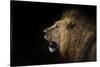 African lion in shadow (Leo panthera), Ngorongoro Crater, Tanzania, East Africa, Africa-Ashley Morgan-Stretched Canvas