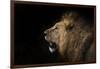 African lion in shadow (Leo panthera), Ngorongoro Crater, Tanzania, East Africa, Africa-Ashley Morgan-Framed Photographic Print