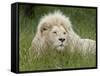 African Lion, Inkwenkwezi Private Game Reserve, East London, South Africa-Cindy Miller Hopkins-Framed Stretched Canvas