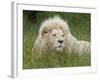 African Lion, Inkwenkwezi Private Game Reserve, East London, South Africa-Cindy Miller Hopkins-Framed Photographic Print
