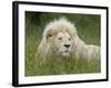 African Lion, Inkwenkwezi Private Game Reserve, East London, South Africa-Cindy Miller Hopkins-Framed Photographic Print
