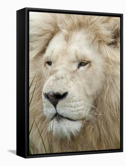 African Lion, Inkwenkwezi Private Game Reserve, East London, South Africa-Cindy Miller Hopkins-Framed Stretched Canvas