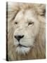 African Lion, Inkwenkwezi Private Game Reserve, East London, South Africa-Cindy Miller Hopkins-Stretched Canvas