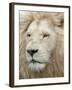 African Lion, Inkwenkwezi Private Game Reserve, East London, South Africa-Cindy Miller Hopkins-Framed Photographic Print