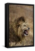 African lion (Leo panthera), Ngorongoro National Park, Tanzania, East Africa, Africa-Ashley Morgan-Framed Stretched Canvas