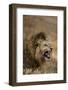 African lion (Leo panthera), Ngorongoro National Park, Tanzania, East Africa, Africa-Ashley Morgan-Framed Photographic Print